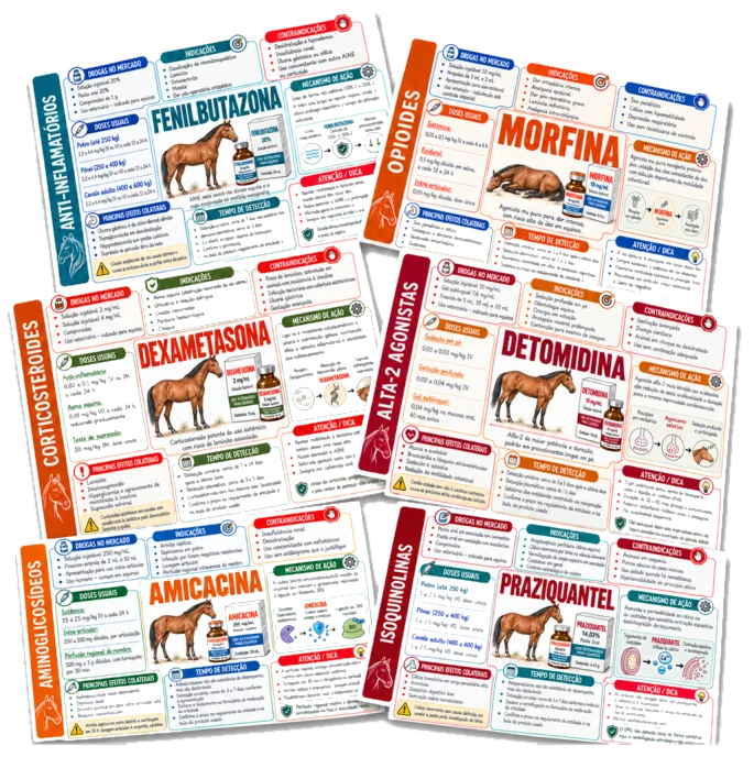 Plano básico — os flashcards